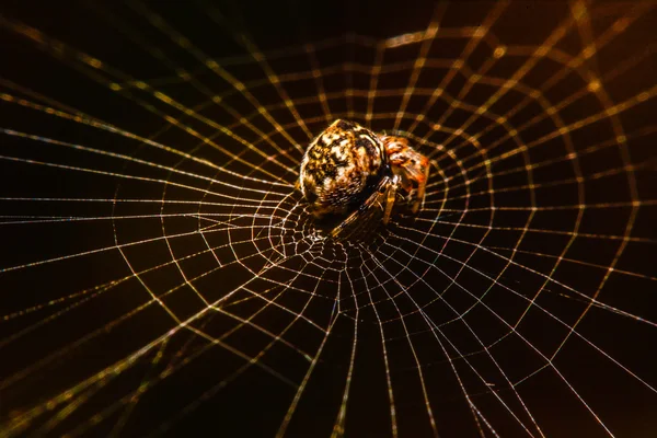 Araignée sur la toile la nuit — Photo