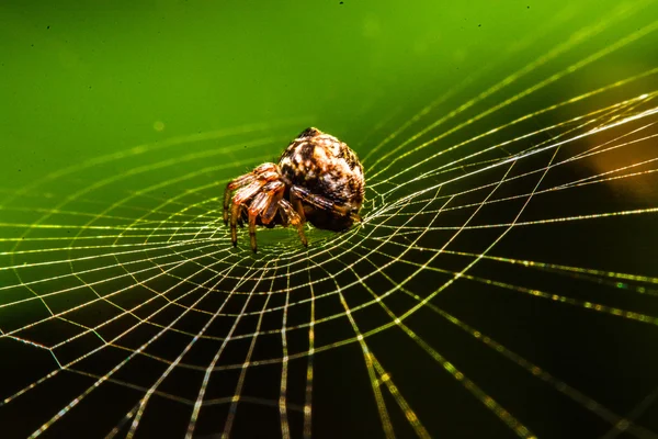 Ragno sul web di notte — Foto Stock