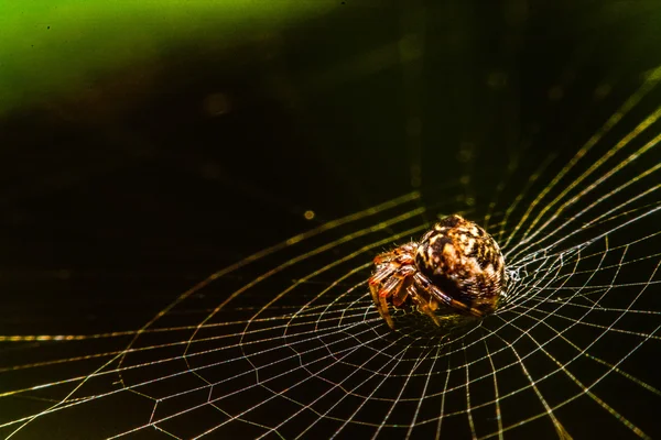 Aranha na web à noite — Fotografia de Stock