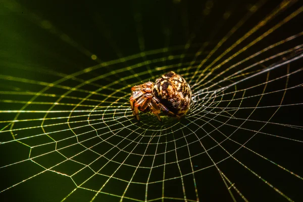 Geceleri Web Spider — Stok fotoğraf