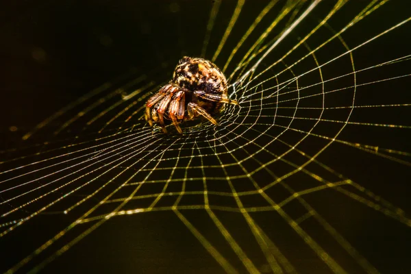 Spin op het web bij nacht — Stockfoto