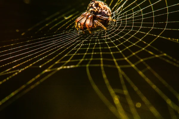 Pavouk na webu v noci — Stock fotografie