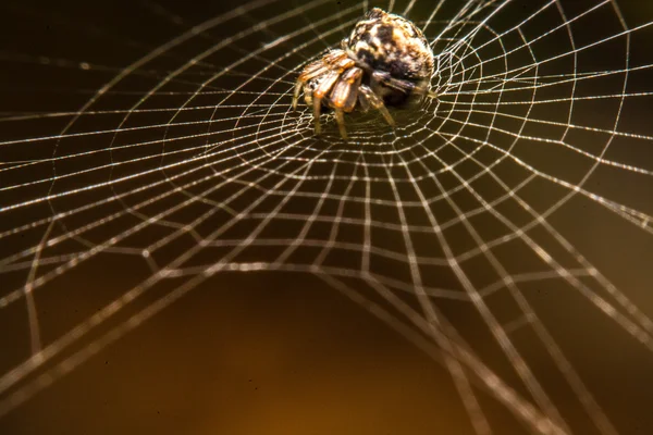 Павук в інтернеті вночі — стокове фото