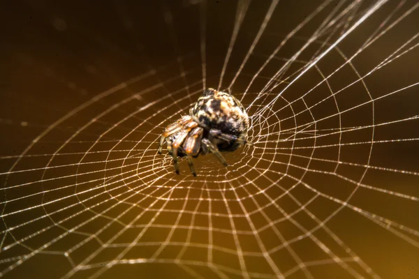 Ragno sul web di notte — Foto Stock