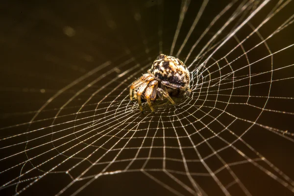 Pavouk na webu v noci — Stock fotografie