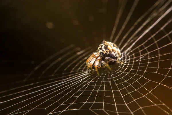 Aranha na web à noite — Fotografia de Stock