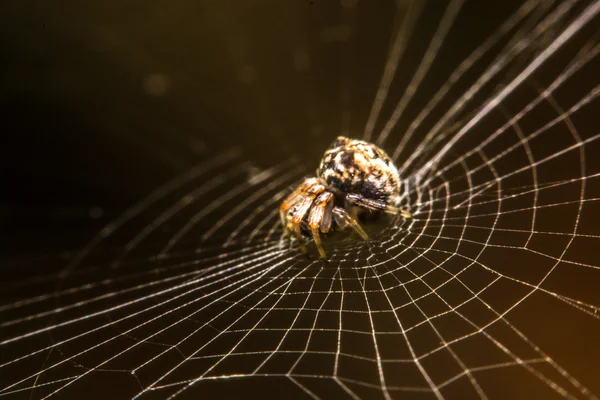 Ragno sul web di notte — Foto Stock