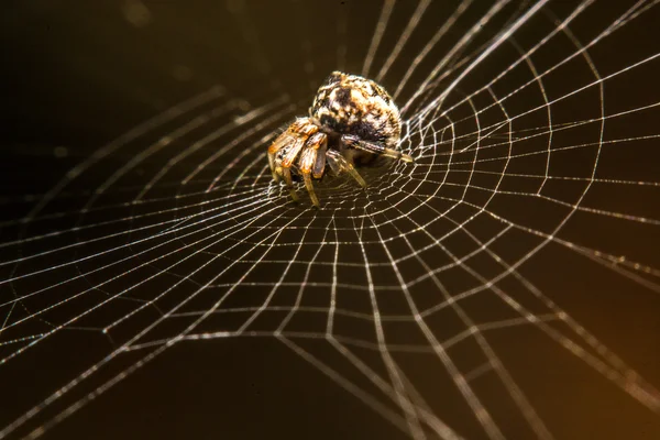 Araña en la web por la noche — Foto de Stock