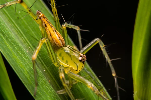 Springen spider, Spider in Thailand — Stockfoto