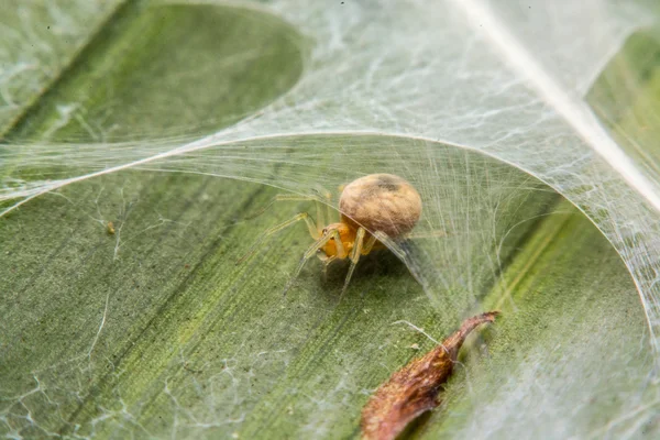 Aranha na web à noite — Fotografia de Stock