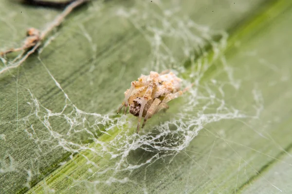 Araña en la web por la noche — Foto de Stock