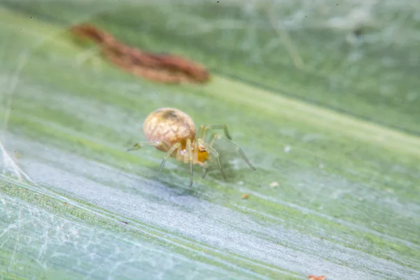 Spinne nachts im Netz — Stockfoto