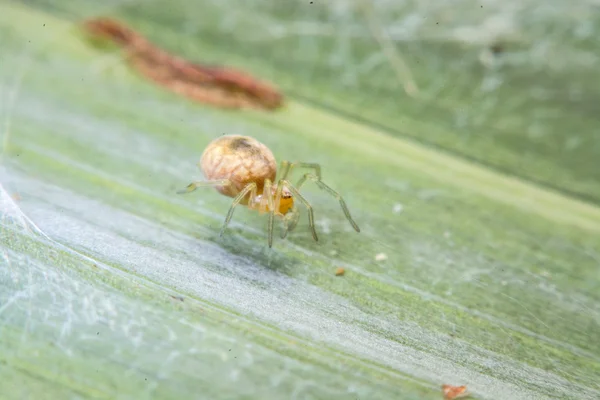 Aranha na web à noite — Fotografia de Stock