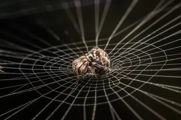 夜にウェブ上のクモ — ストック写真
