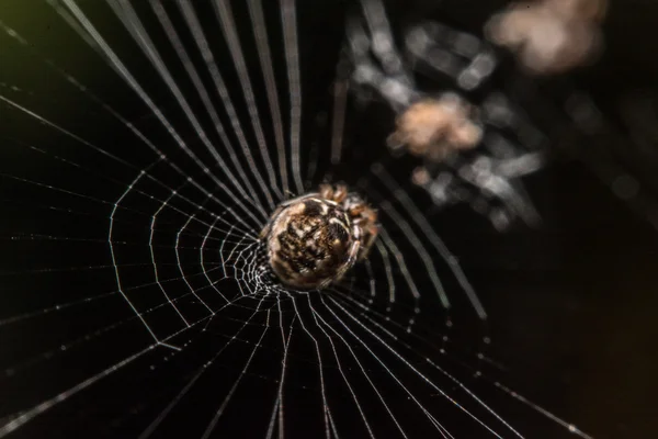 Aranha na web à noite — Fotografia de Stock