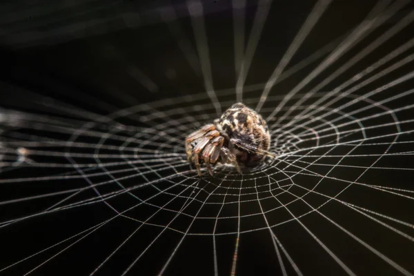 Aranha na web à noite — Fotografia de Stock