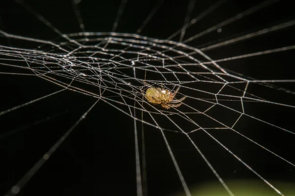 Geceleri Web Spider — Stok fotoğraf