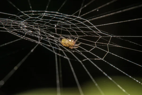 Spin op het web bij nacht — Stockfoto