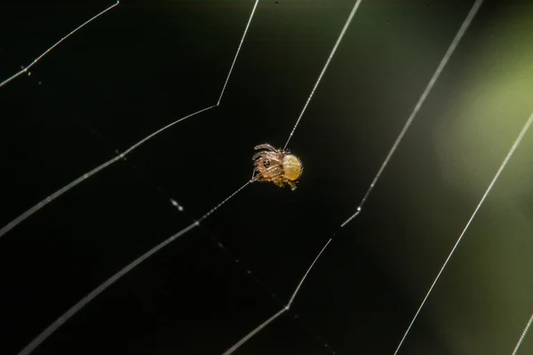 Aranha na web à noite — Fotografia de Stock