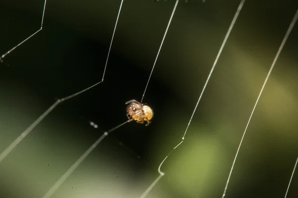 Araignée sur la toile la nuit — Photo