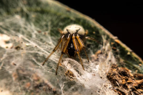 Spider on the web at night — Stock Photo, Image