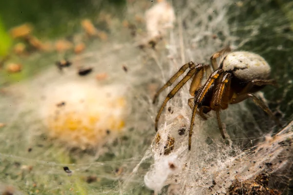 Aranha na web à noite — Fotografia de Stock