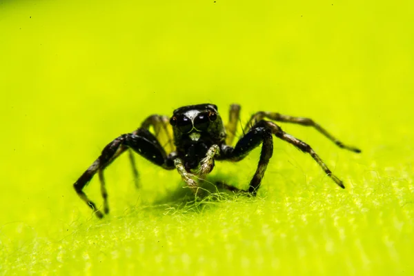 Springende Spinne, Spinne in Thailand — Stockfoto