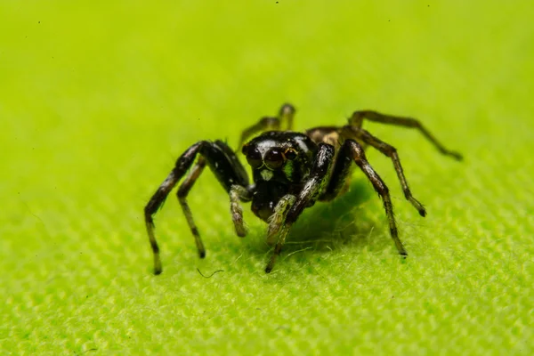 Sărind păianjen, păianjen în Thailanda — Fotografie, imagine de stoc