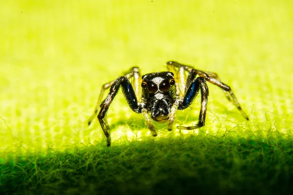 Jumping aranha, Aranha na Tailândia — Fotografia de Stock