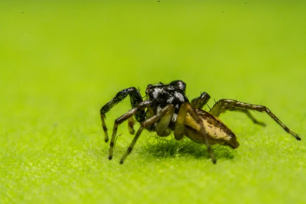 Skákání pavouk, Spider v Thajsku — Stock fotografie