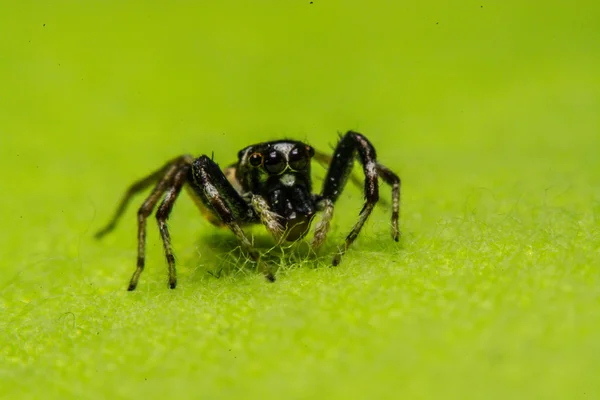 Springende Spinne, Spinne in Thailand — Stockfoto