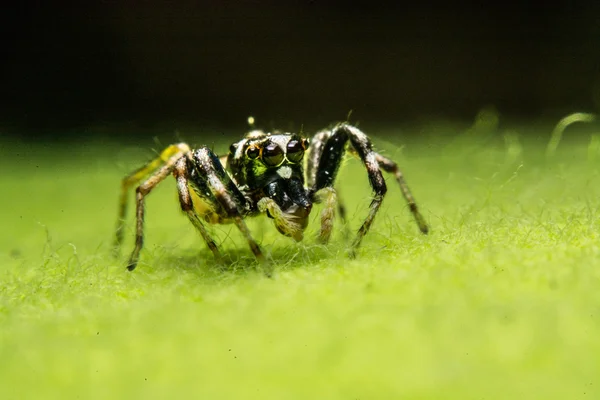 Jumping αράχνη, η αράχνη στην Ταϊλάνδη — Φωτογραφία Αρχείου