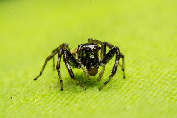 Springende Spinne, Spinne in Thailand — Stockfoto