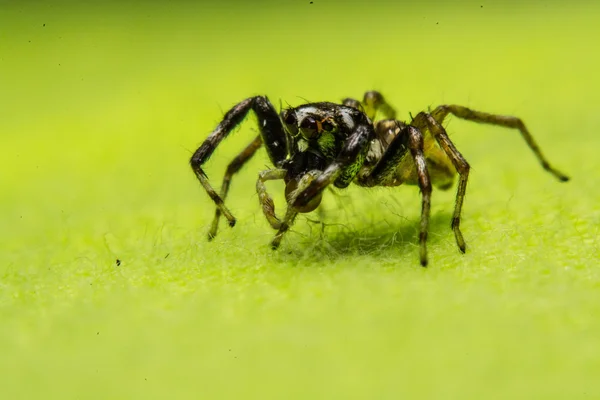 Springende Spinne, Spinne in Thailand — Stockfoto