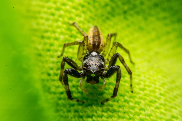 Skákání pavouk, Spider v Thajsku — Stock fotografie