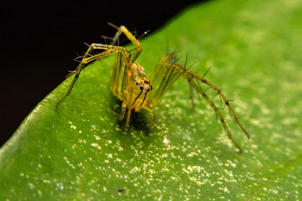 Skákání pavouk, Spider v Thajsku — Stock fotografie