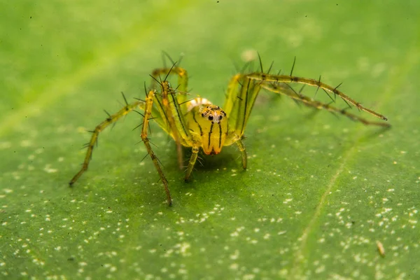 Springende Spinne, Spinne in Thailand — Stockfoto