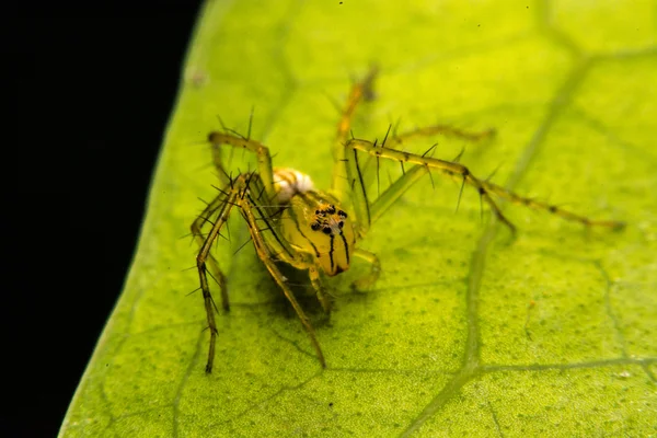 Springen spider, Spider in Thailand — Stockfoto