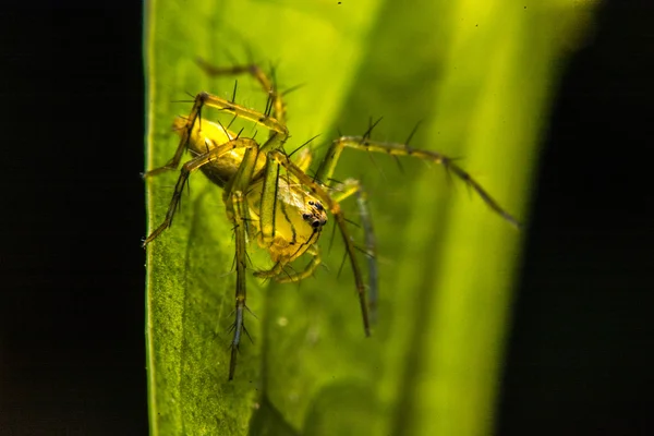 Springen spider, Spider in Thailand — Stockfoto