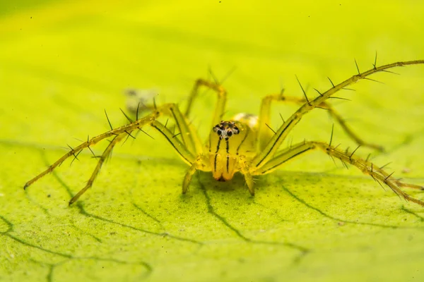 Salto de araña, Araña en Tailandia — Foto de Stock