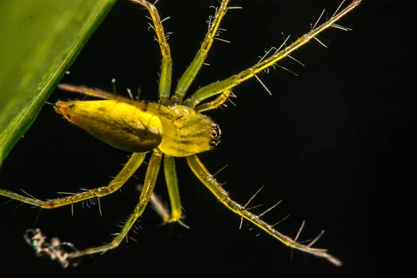 Springende Spinne, Spinne in Thailand — Stockfoto