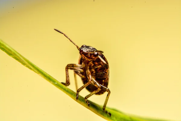 Marienkäfer auf grünem Blatt im Garten — Stockfoto