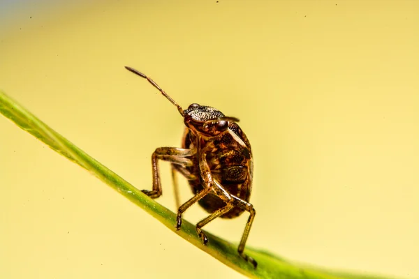 Joaninha em folha verde no jardim — Fotografia de Stock