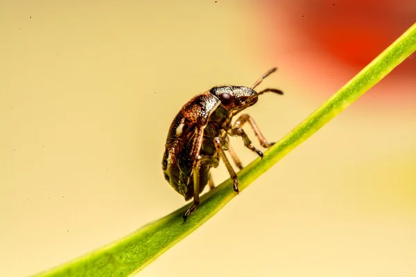 Lieveheersbeestje op groene blad in de tuin — Stockfoto