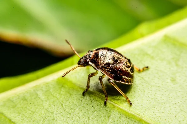 Lieveheersbeestje op groene blad in de tuin — Stockfoto