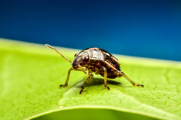 Lieveheersbeestje op groene blad in de tuin — Stockfoto