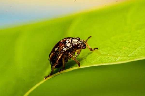 Lieveheersbeestje op groene blad in de tuin — Stockfoto