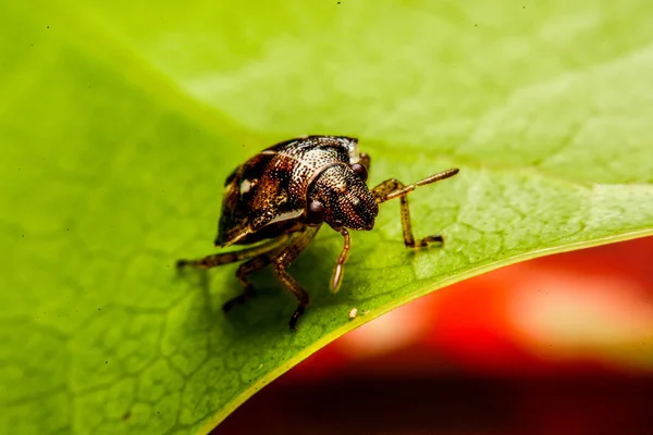 Lieveheersbeestje op groene blad in de tuin — Stockfoto