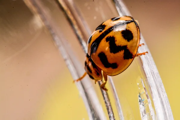 Ladybird on green leaf in the garden — Stock Photo, Image