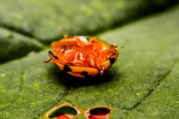 Lieveheersbeestje op groene blad in de tuin — Stockfoto